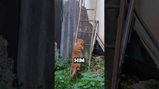 Dog Climbs Ladder To Help His Owner @agnaldo_sasso #shorts #dog