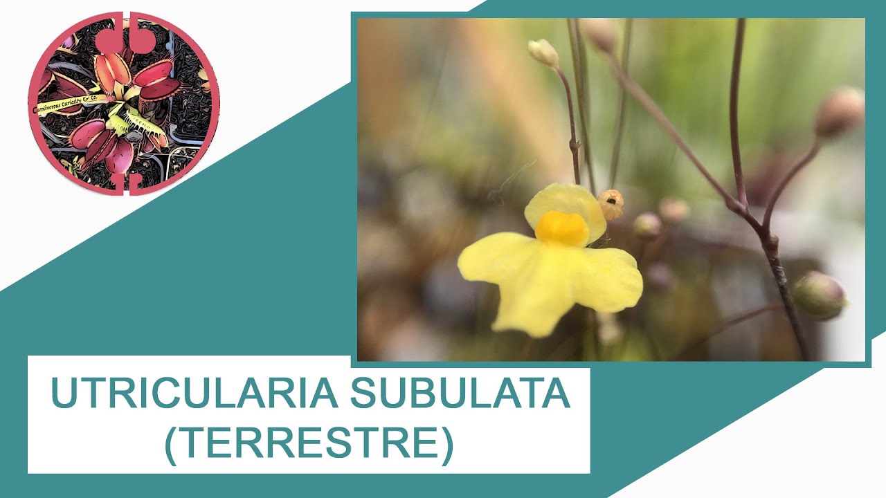 Utricularia subulata ( terrestre )