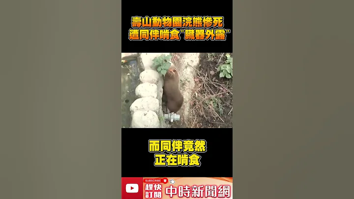壽山動物園浣熊慘死！　遭同伴啃食「臟器外露」  @ChinaTimes #shorts - 天天要聞