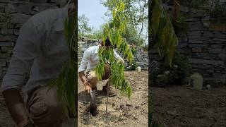 Watering The Saraca Indica Plant