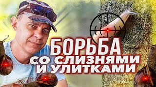 ВЫ ЗАБУДЕТЕ ПРО СЛИЗНЕЙ И УЛИТОК В САДУ И ОГОРОДЕ, ПРОСТО ДЕЛАЙТЕ ПРАВИЛЬНО