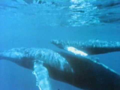 Carl Sagan - Cosmos - Evolution of Whales