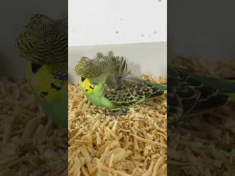 احجام بيج سايز مازال في الصندوق 2026