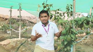 TEST BLOCK DE CEREZOS - Arequipa