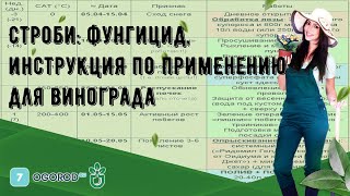 Строби: фунгицид, инструкция по применению для винограда