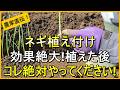 【ネギ栽培】病気に強くなる植え方のコツを詳しく解説【有機農家直伝!無農薬で育てる家庭菜園】 26/3/14