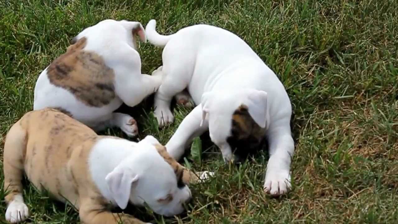 greenfield puppies english bulldog