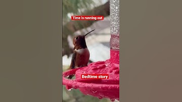 Hummingbirds Love Late-Night Nectar Drinks