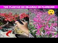 ABONO DE CASCARA DE PLATANO O BANANA PARA PLANTAS          #abono#fertilizante#planta#cascaraplatano