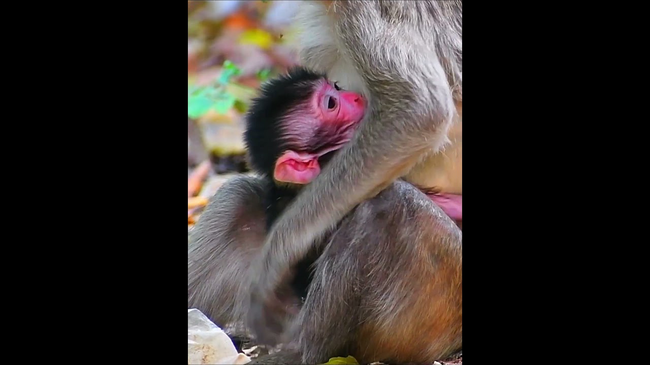 Very nice a little newly baby monkey take milk