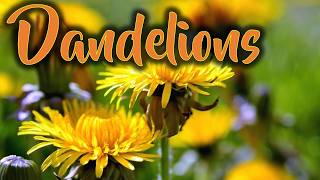 Nature Corner- Dandelions