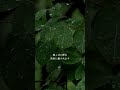 この雨音、ずっと聴いていたくなる。2時間版あります🌿
