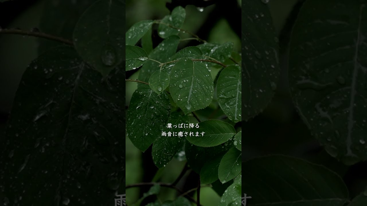 この雨音、ずっと聴いていたくなる。2時間版あります🌿