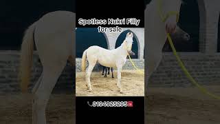 Spotless Nukri Filly For sale mb.8194925295