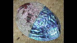 Muriatic Acid Versus Shells