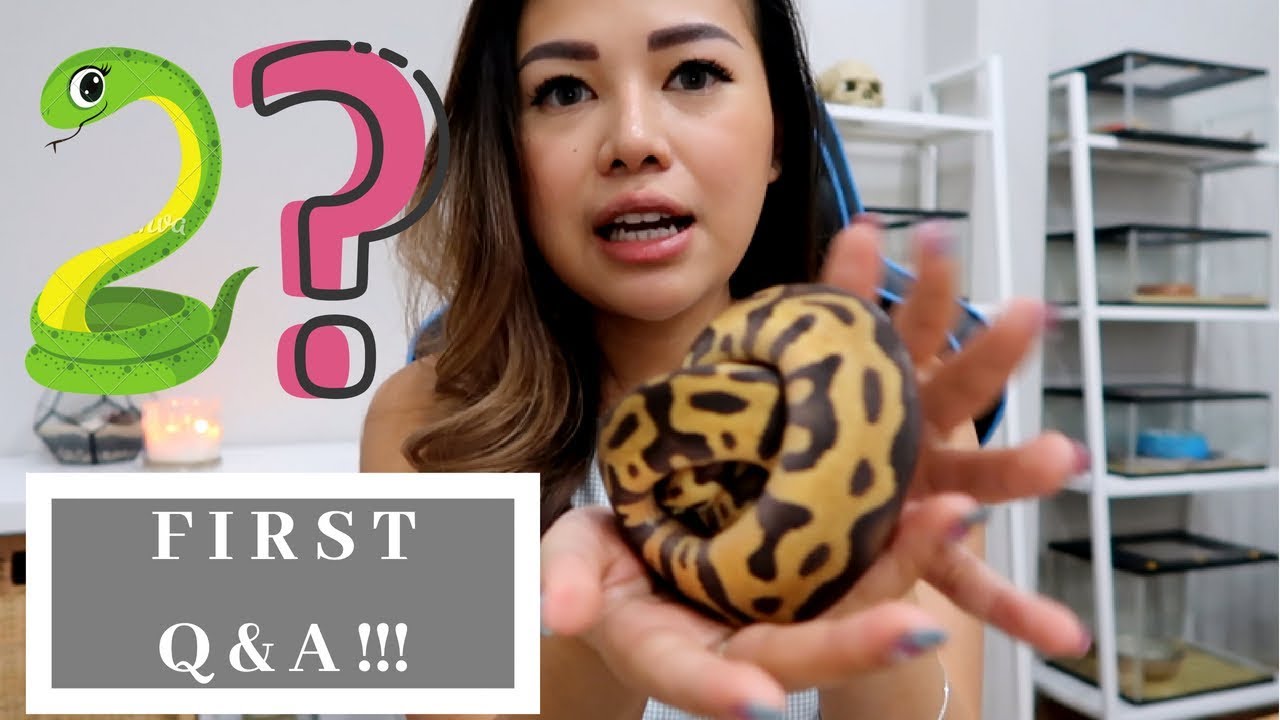 camera iphone 8 plus apk FIRST Q&A !! KNP SUKA ULER? **NEW BALL PYTHON