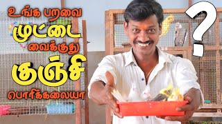 Reasons why your Birds are fail to Hatch ( தமிழ் ) | Cocktail, African birds breeding tips in tamil