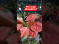 aglonima plants.. all under 500.for booking whatsapp 6235800327.#garden #allindiadelivery #garden