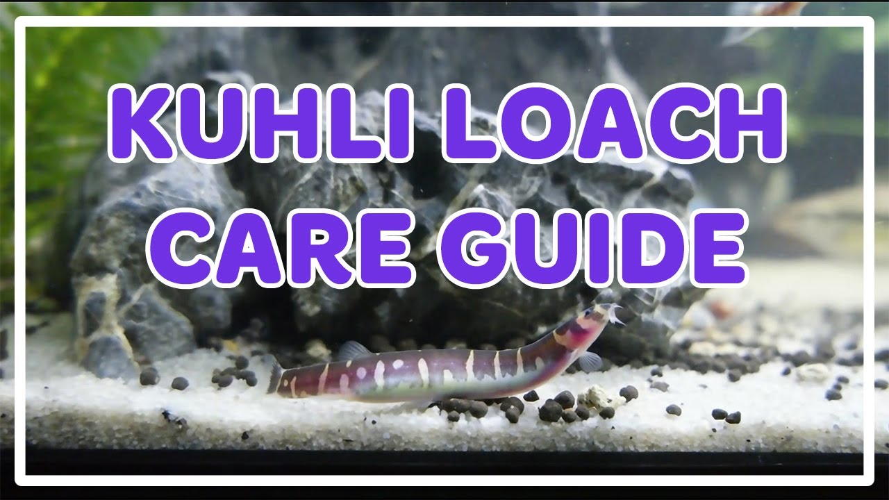 Kuhli Loach Care Guide YouTube