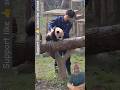 Funny Pandas Under Training at the Park 🐼😂 | Cute Panda Training Moments #shortsyoutube
