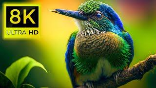 8K Birds World - Amazon Rainforest Birds and The Most Beautiful Birds 8K ULTRA HD (60 pfs )