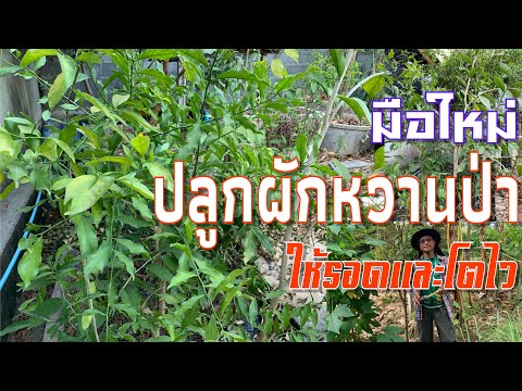 ปลูกผักหวานป่า อย่างไรให้รอดและโตเร็ว#ขั้นตอนการปลูกอย่างละเอียด