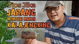 Tips dan Trik Memberi Makan Kalajengking | Makanan Kalajengking #kalajengking #tips #tipsandtricks