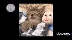 おもしろ かわいい癒し動物動画集 Youtube おもしろ かわいい癒し動物動画集 Youtube
