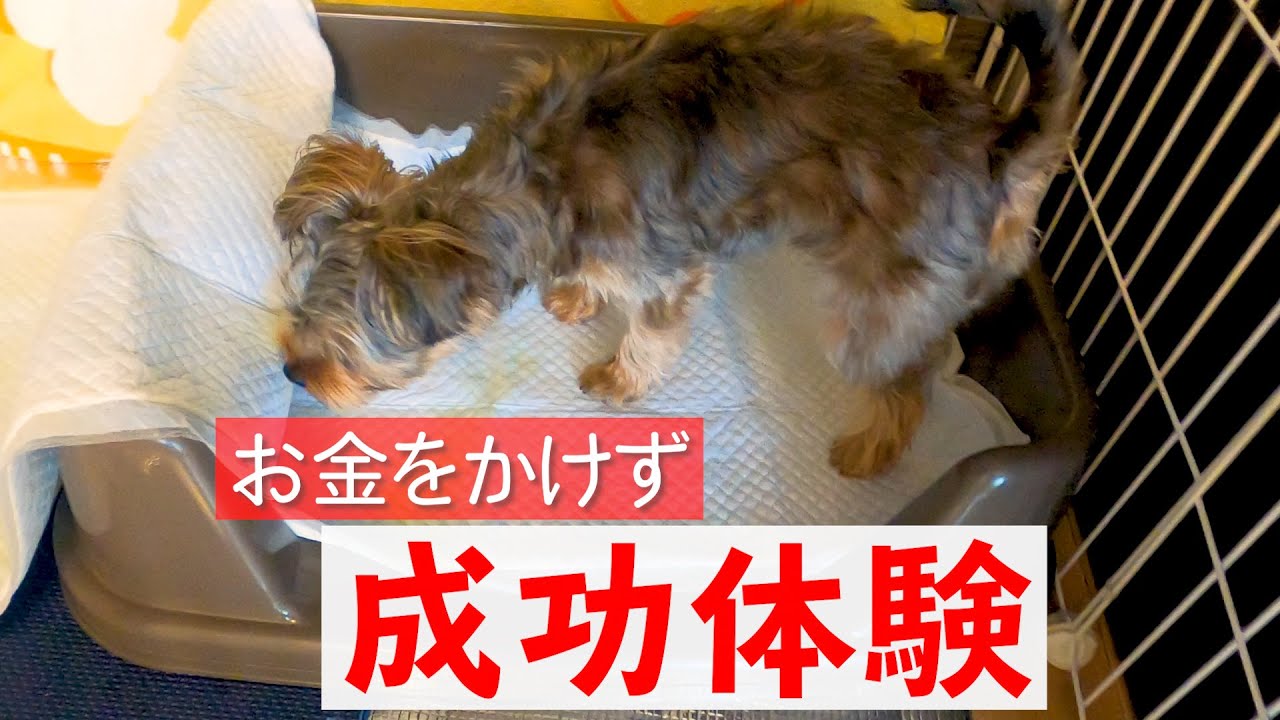 【簡単】我が家の子犬のトイレトレーニング成功体験！お金をかけずに失敗が無くなった方法！？【ミックス犬】 YouTube