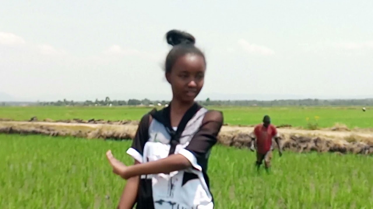 Rice Farming & Processing in Mwea, Kenya. Part 4 'Growth'