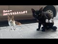 主の大好きな地域猫がケガした友達を連れてきた。優しい猫ミケ。