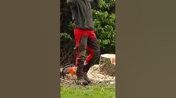 Ash tree fell. (Ganoderma) #treefelling #chainsaw #arbortec #arborist #forestry