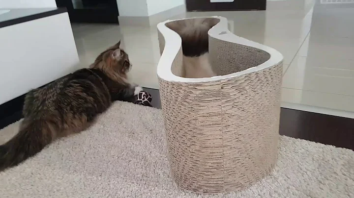 Watch the video about Emma & Maximilian (neva masquerada & siberian cat)