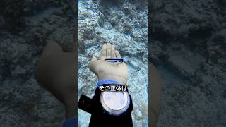 サメが決して襲わない魚