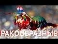 Морской Рифовый Аквариум - Ракообразные