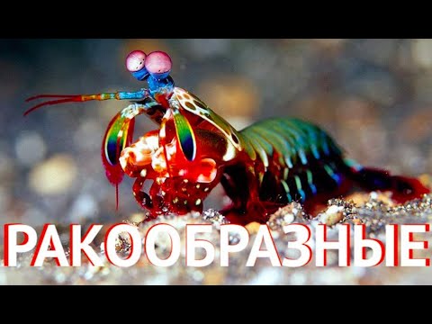 Морской Рифовый Аквариум - Ракообразные