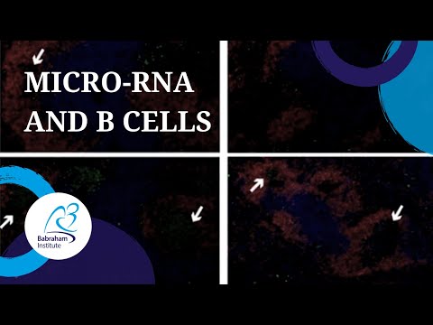 Author’s Take video presenting the JCI paper: MicroRNA-155 controls affinity-based selection