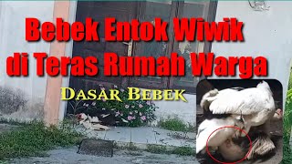 Bebek Entok Wik Wik (Kawin) Di Teras Rumah Kosong Bebek Entok Wik Wik (Kawin) Di Teras Rumah Kosong