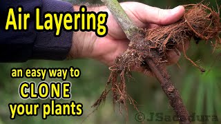 Air layering fruit trees | CLONE your FRUIT TREES and other plants the easy way