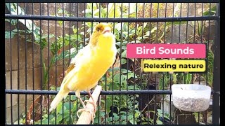 ?Canary Bird Sounds_Birds Singing Withhout Music, Relaxing Nature Sounds episode 349