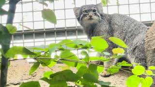 壁も歩く❣️ アブリコースちゃん マヌルネコ 那須どうぶつ王国 2026年6月28日 IMG 5982