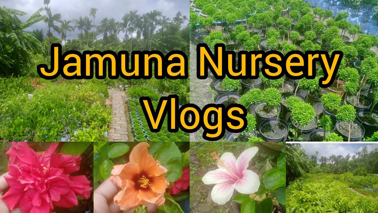 Jamuna Nursery Muchisa Biggest Fruits Flower Nursery in Kolkata 🥝🍇🍊🍐🍏🥥