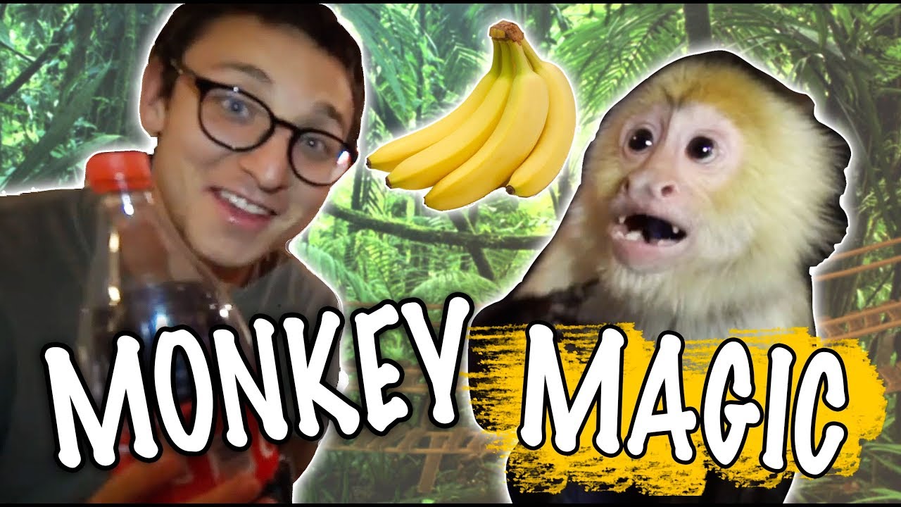 Can I Fool A Monkey With Magic Youtube