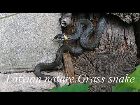 Video: Grauzēju Kodumi Rāpuļos - Grauzēju Izraisīts Kodums Rāpuļos