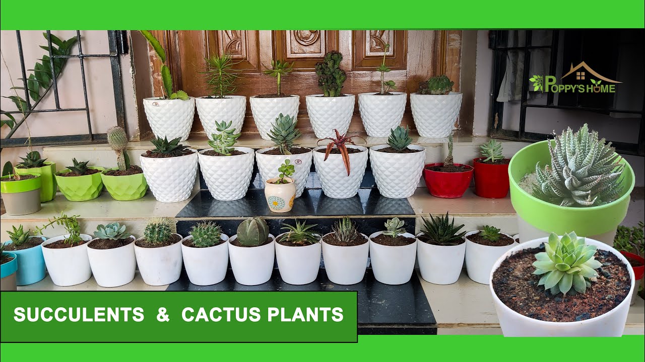 HOW TO GROW SUCCULENT PLANTS AND CACTUSசக்குலண்ட்ஸ் மற்றும் கேக்டெஸ்