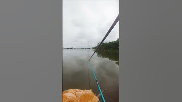 Hồ Câu Nam Thắng 100k/1 ngày  #fishing #caucathugian
