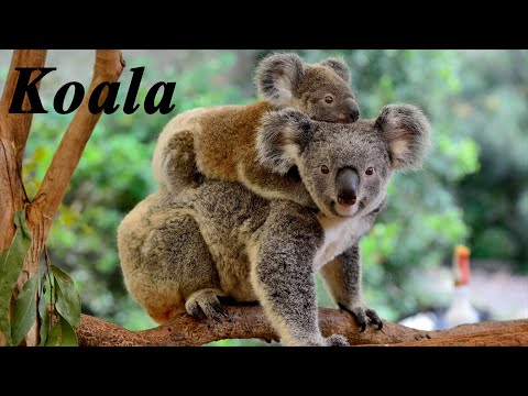 Video: Koala ayıları ayılardır?