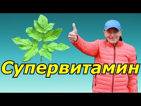 Сныть! Ой, мама, что это? Полезная трава, а мы думали, что сорняк.