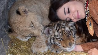 Aslan Ve Kaplan Sevdik Vlog