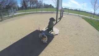 Little Luca Chico Dog Park